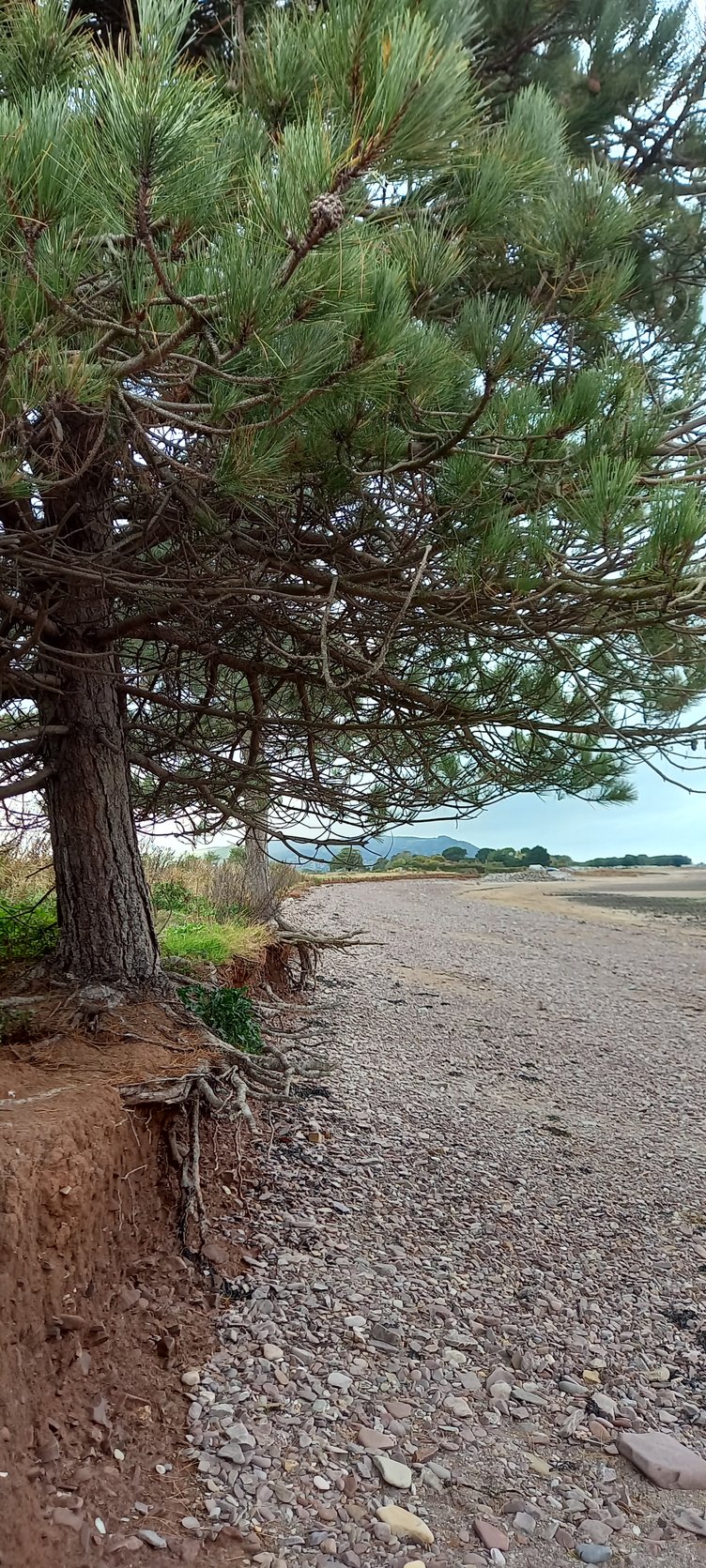 How the trees looked in October, 2022.