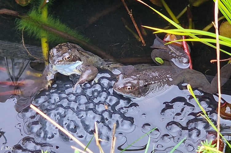 Free Press reader Frank McCarthy spotted these 'proud parents' in the garden pond of his home in Williton.