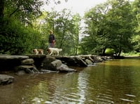 More dog control laws on the way