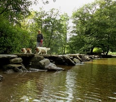 More dog control laws on the way