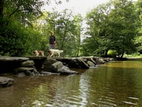 More dog control laws on the way
