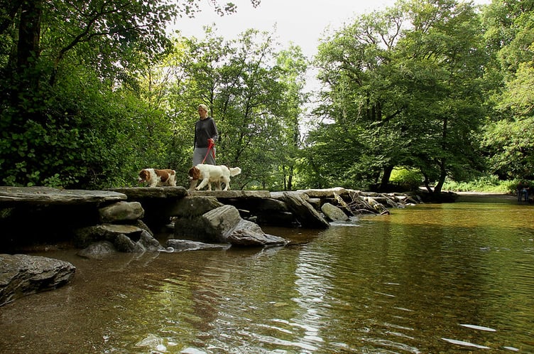 Dogs being walked at one of Exmoor's most popular tourist spots, Tarr Steps.