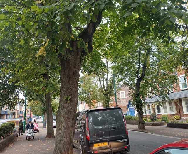 Town's street trees being replaced