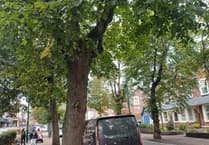 Programme to replace Minehead town centre trees gets underway