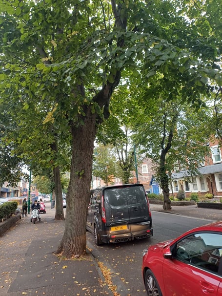 Minehead town councillors are meeting the cost of replacing trees in The Avenue to maintain its historic character.