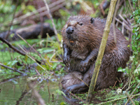 Pupils design interactive beaver experience