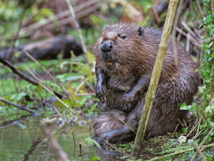 Pupils design interactive beaver experience