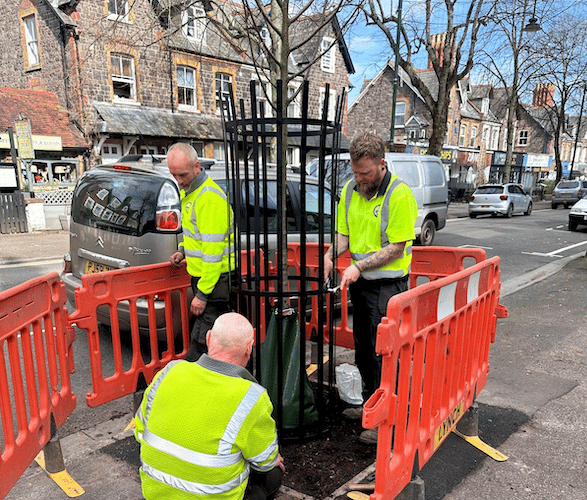 Minehead Town Council staff put the finishing touches to one of the trees which have been replanted in The Avenue.