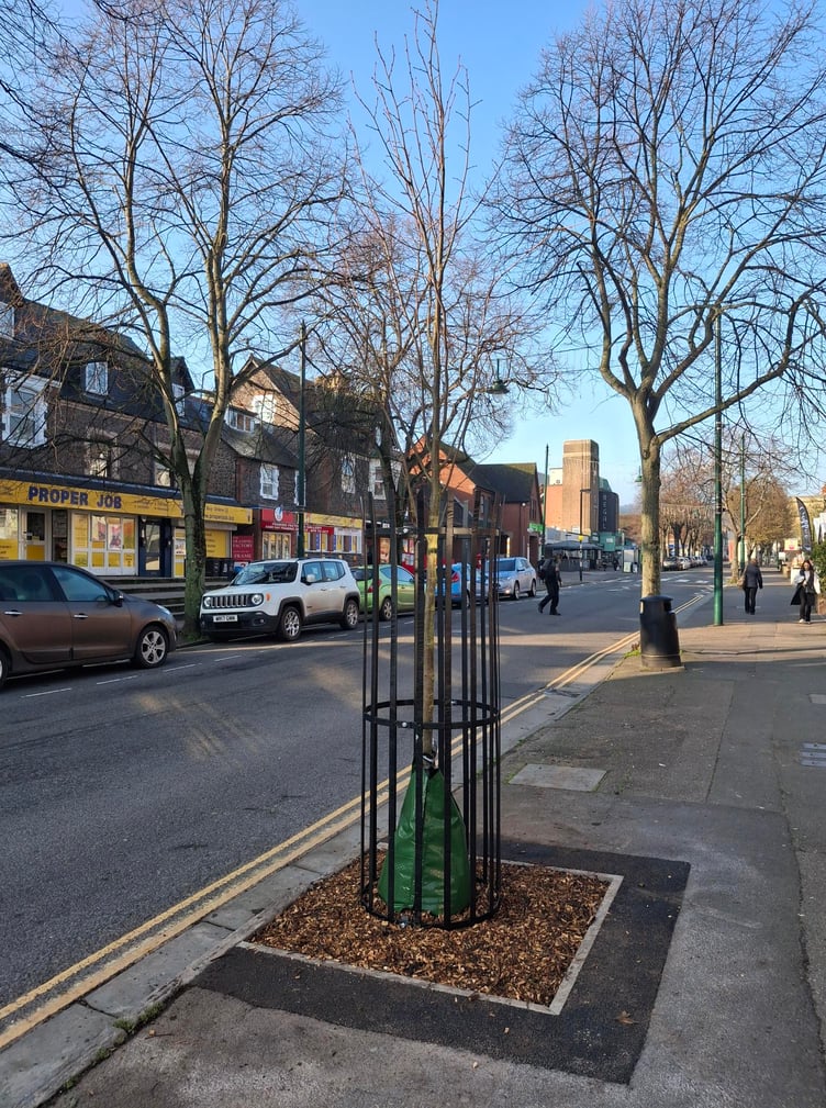 One of the newly replanted trees in The Avenue, Minehead, with some of the existing mature trees seen in the background.