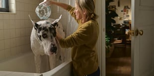 Community cinema to screen 'The Friend'