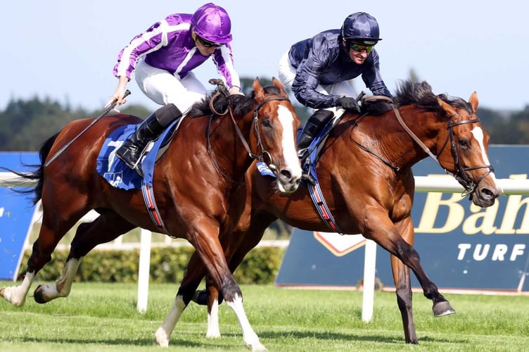 Cothelstone point to point preview