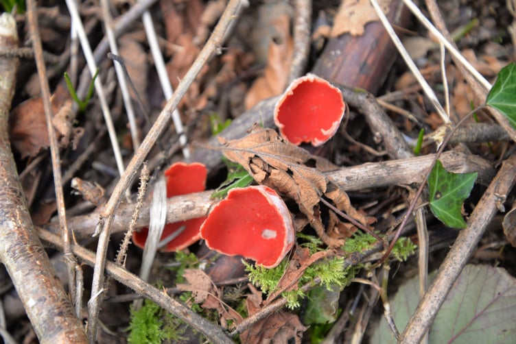 Free Press reader Anna Fraser took this photograph near Exford of scarlet elf cup fungi, which although quite widespread, is not common in Britain. It's name comes from folklore which says wood elves drank morning dew from the cups.