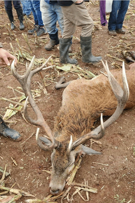 A stag which undercover Hunt Saboteurs Association members witnessed being killed last autumn.