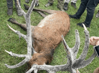 Covert saboteurs unit reveals hunt findings