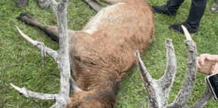 Covert saboteurs unit reveals hunt findings