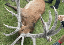 Undercover saboteurs reveal findings six months since joining staghounds packs