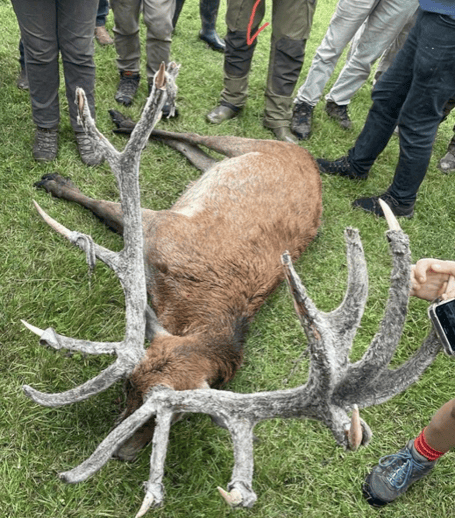 A stag the Hunt Saboteurs Association described as 'researched to death'.