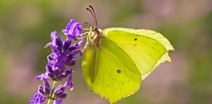 How to make a difference for nature