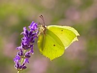How to make a difference for nature