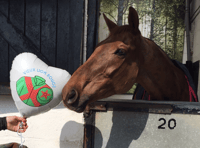 Horses shine despite challenges at Cheltenham Festival