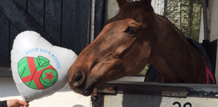 Horses shine despite challenges at Cheltenham Festival