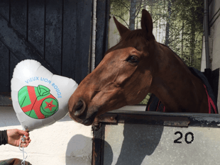 Horses shine despite challenges at Cheltenham Festival