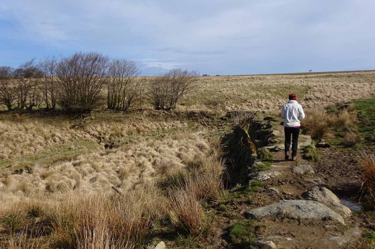 Walking across Exmoor on the Two Moors Way route.