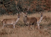 Concern over Government deer management policy