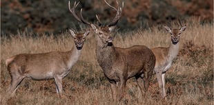Concern over Government deer management policy