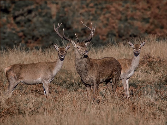 Deer photographed on Exmoor. PHOTO: Brian Sweeting.