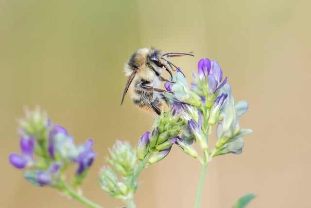 Project to save Somerset's rarest bumblebee