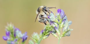 Project to save Somerset's rarest bumblebee