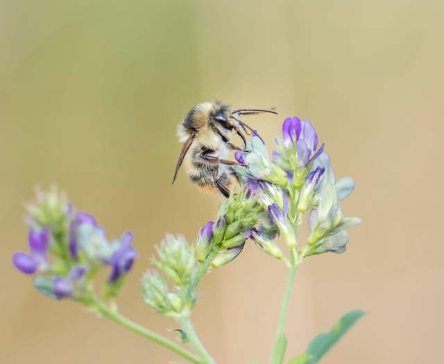 Project to save Somerset's rarest bumblebee