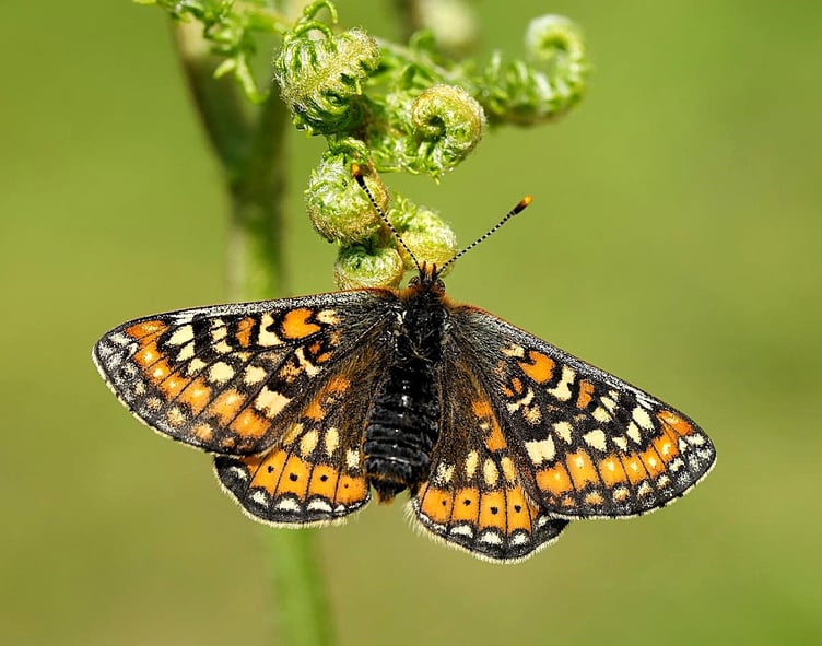 A marsh fritillary butterfly. PHOTO: Iain Leach - Butterfly Conservation.
