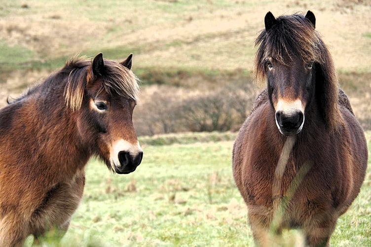 Exmoor Ponies conservation grazing on the Driver and Pinkery estates.