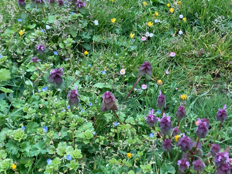 Leaving wildflowers to thrive in lawns and verges benefits multiple pollinators