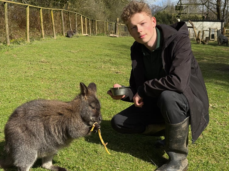 Exmoor Zoo keeper Riley Kesterton with one of the wallabies he cares for.