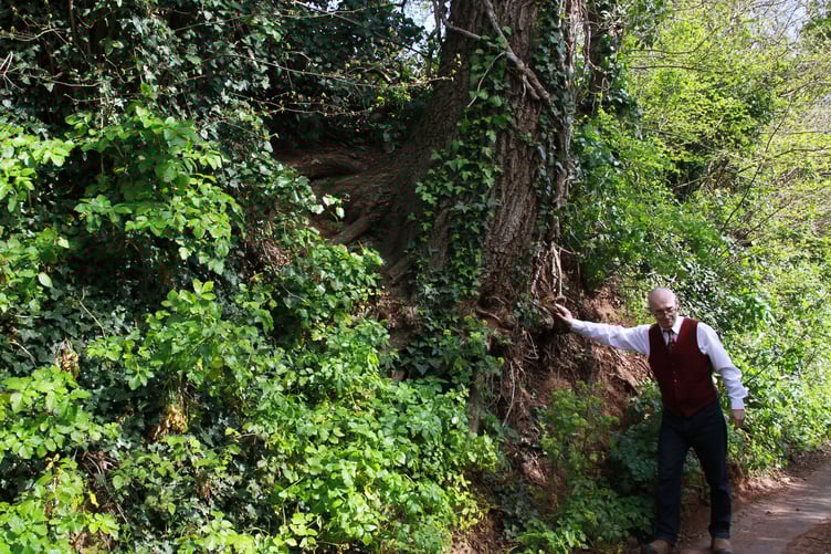 The precarious state of a tree in Periton Lane, Minehead, is highlighted by campaigner Chris Gates. PHOTO: George Ody.