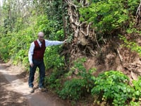 Campaign to save Saxon-age lane and trees