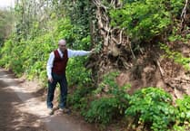 Online petition calls on councils to save trees and 1,000-year-old lane in Minehead
