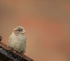 RSPB 'Big Garden Birdwatch' 2026 results are in for Somerset