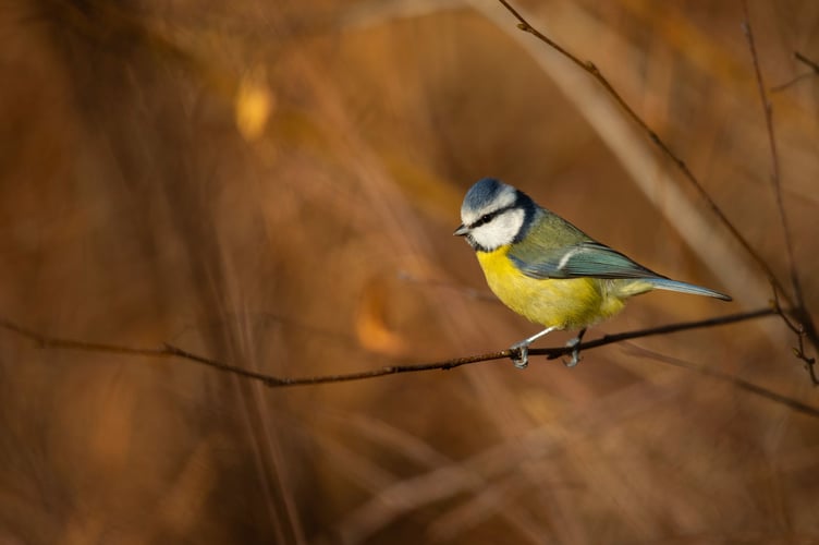 Blue tit Cyanistes caeruleus, adult perched on branch, RSPB The Lodge Nature Reserve, Bedfordshire, November