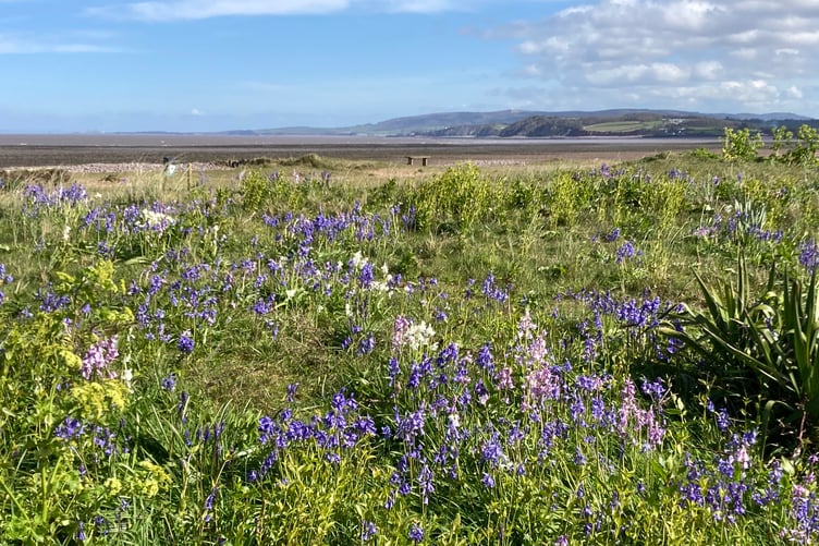 Easter blooms on Dunster Beach. PHOTO: Geoff Dibble