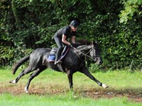 Max Potential joins the Pond House Yard 