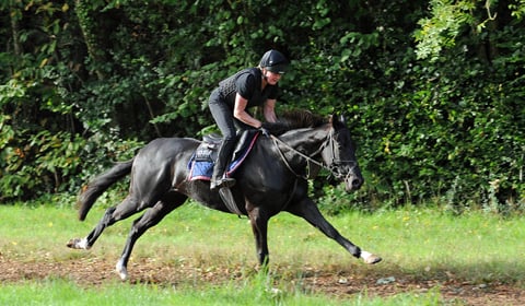Max Potential joins the Pond House Yard 