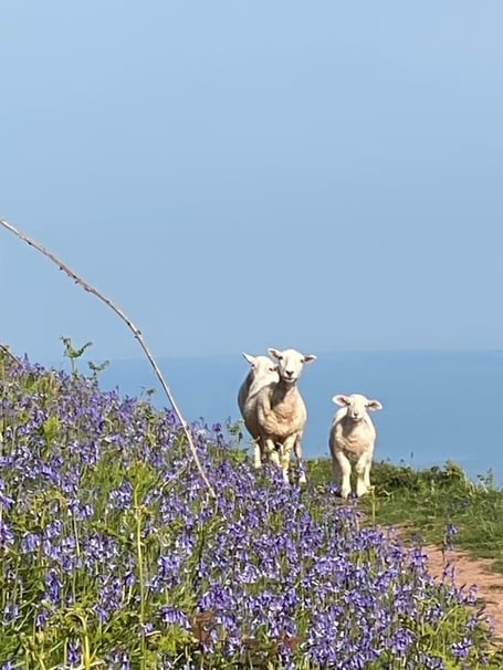 Three inquisitive faces along the coast path at North Hill. PHOTO: Jacqui Boast