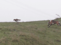 Fox hunting locally 'third highest in country' claim