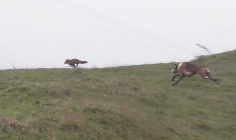 A fox pursued by a hound.