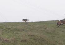 Anti-bloodsports charity says Somerset remains 'hot spot' for fox hunting