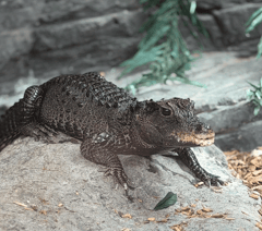 Munchkin moving in after death of Mrs Nasty